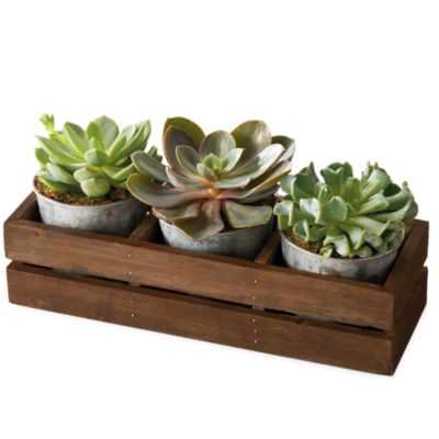 <span style=color:#bb0011>NEW</span> Succulent Gift Plant