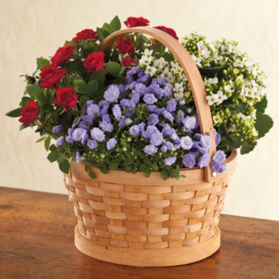 <span style=color:#bb0011>NEW</span> Americana Plant Gift