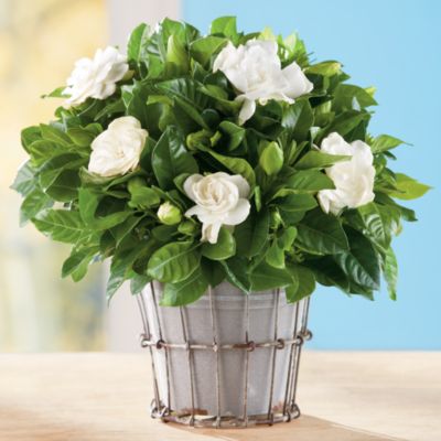 NEW Gardenia in Rustic Flowerpot Plant Gift