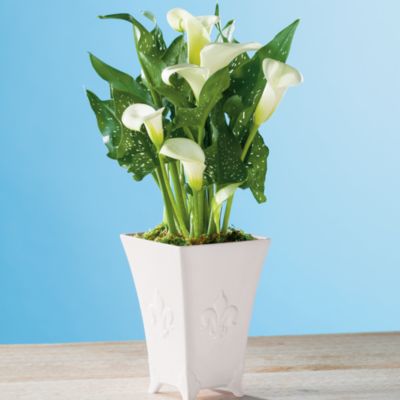Calla Lily Plant Gift
