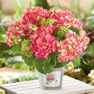NEW Hydrangea Plant Gift