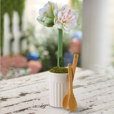 NEW Amaryllis Kitchen Crock