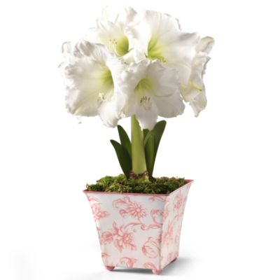 One White Amaryllis in Gift Box