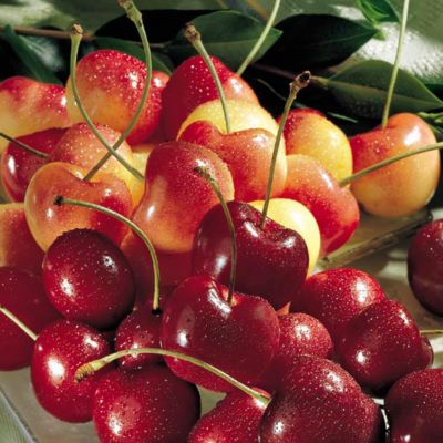 Light Size Cherry-Oh!! Cherries and Rainier Cherries, gourmet fruit, fruit holiday gift, organic fruit gift, gourmet fruit gift, fresh fruit gift