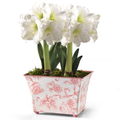 Two White Amaryllis in Gift Box