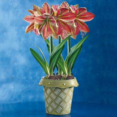 Exotic Star Triple Amaryllis