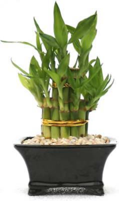Lucky Pyramid Bamboo Bonsai