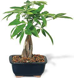 Braided Money Tree