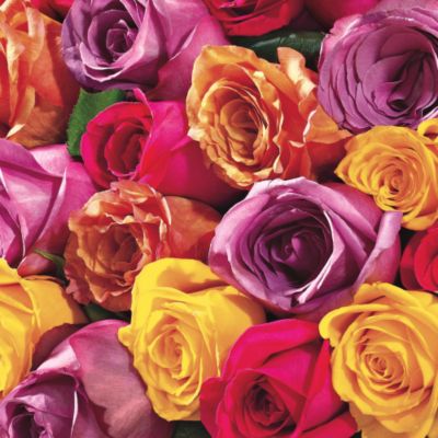 Two Dozen Spring Roses