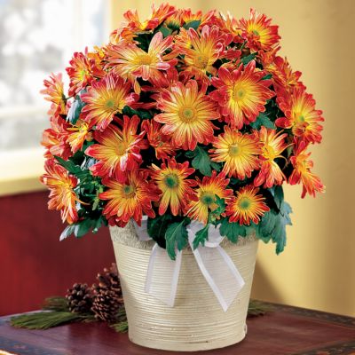 3-month Deluxe Flowering Plant Club (Begins October)