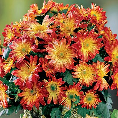 6-month Flowering Plant Club (Begins October)