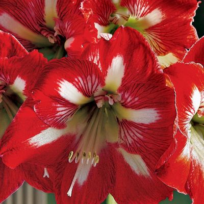 12-month Flowering Plant Club (Begins November)