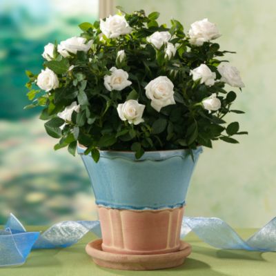 Sympathy Rose