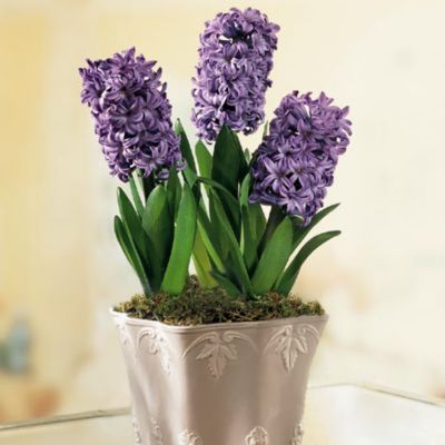 6-Month Deluxe Blooms for All Seasons Club (Begins January)