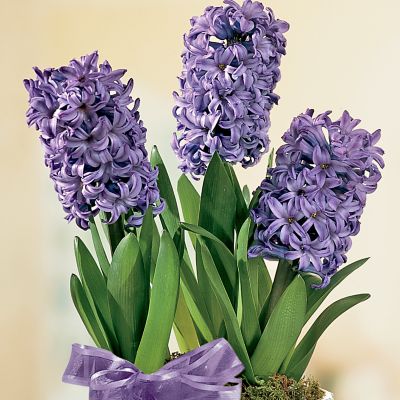 12-Month Blooms for All Seasons Club (Begins January)
