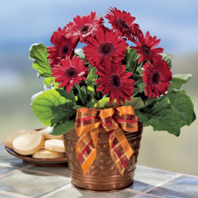 Burgundy Daisy with Lemon Shortbreads