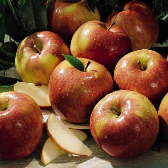 12-Month Organic Fruit-of-the-Month Club® Gift (Begins December)