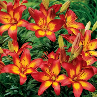 Orange LA Lily