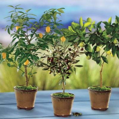 Trio of Patio Trees