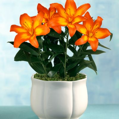 3-month Deluxe Blooms for All Seasons Club (Begins September)