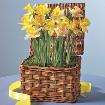 Daffodil Gift Hamper