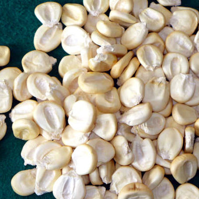 Giant maize from Peru