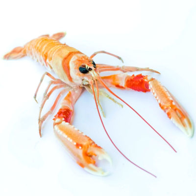 Cigalas del Golfo de Cadiz - Tiny Lobsters