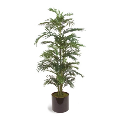 Areca Palm Tree - 6', 85640