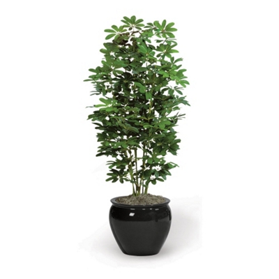 5' Baby Schefflera, 91666