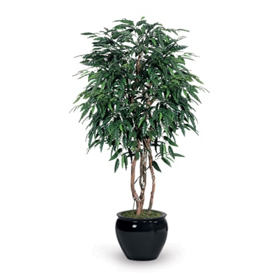 7' Mango Tree, 91668