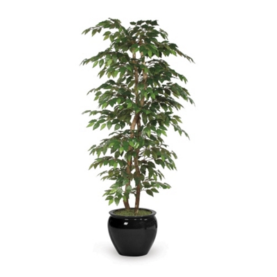 6' Green Ficus Bush, 91670