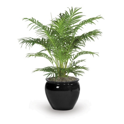 3' Areca Palm, 91673