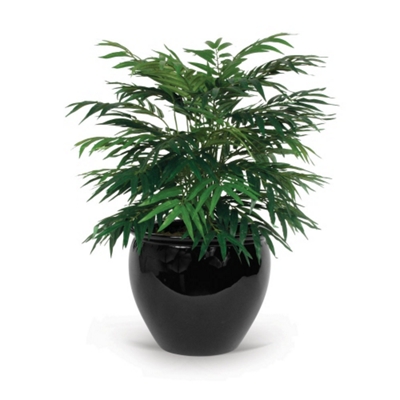 3' Phoenix Palm Tree, 91674