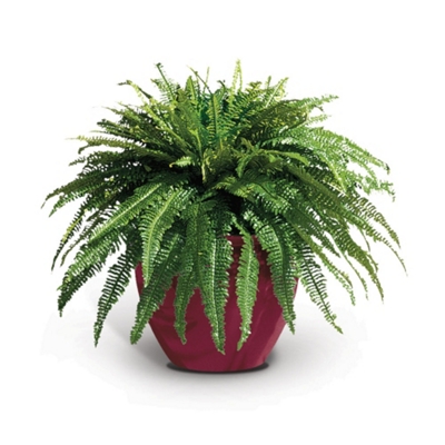 3' Estate Fern, 91675