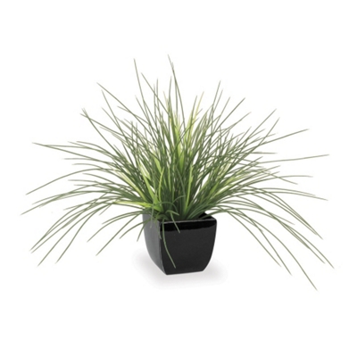 Crane Grass, 91677