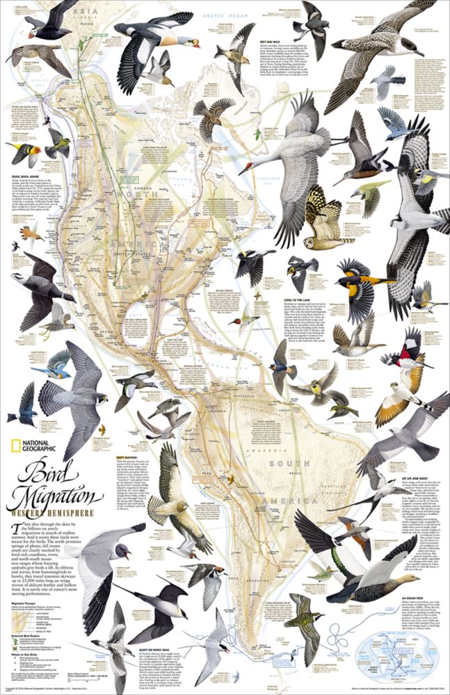 Bird Migration in the Americas Thematic Map