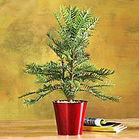 Wollemi Pine - Red Pot