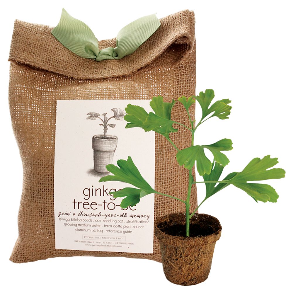 Ginkgo Tree-to-be Kit