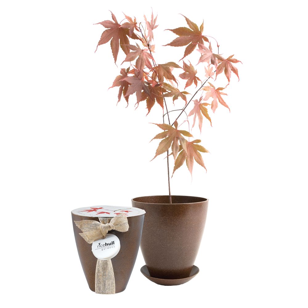 Japanese Maple Tree Growing Kit