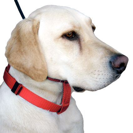 Illusion dog hot sale training collar