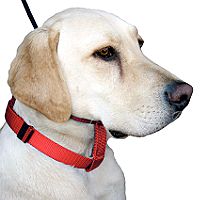 Cesar Millan's Illusion Collar and Leash Dog Training Set