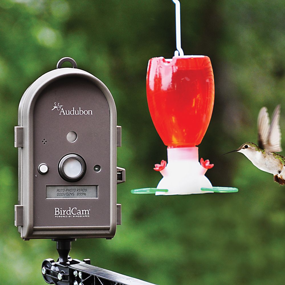 Audubon BirdCam