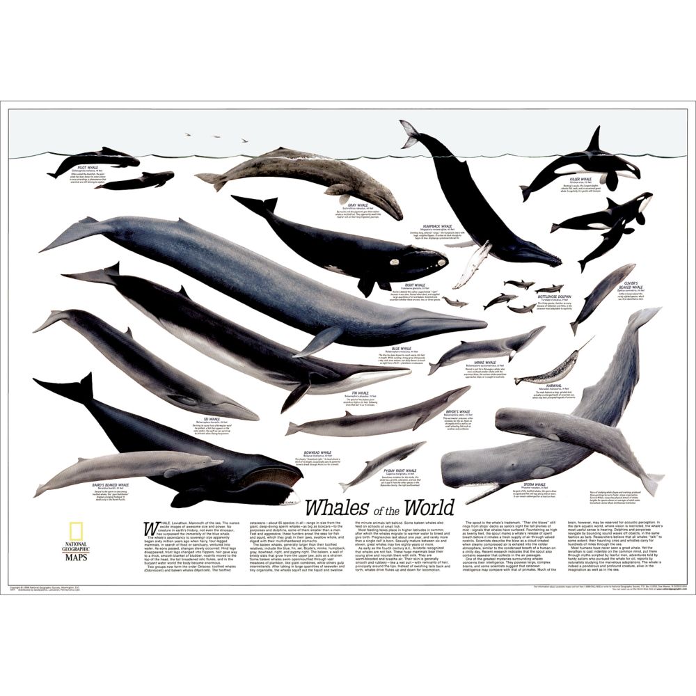 Whales of the World Map