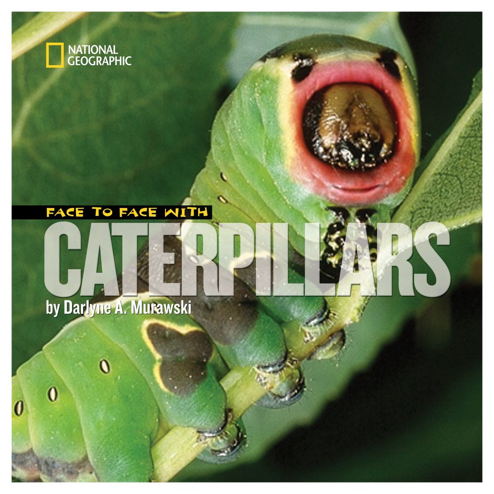 Face to Face with Caterpillars