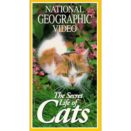 Secret Life of Cats Video 