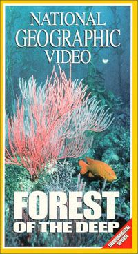 Forest of the Deep Video