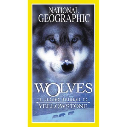 Wolves: A Legend Returns to Yellowstone Video 