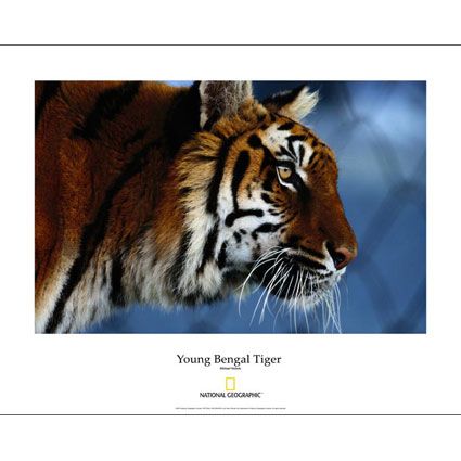 National Geographic Young Bengal Tiger Poster
