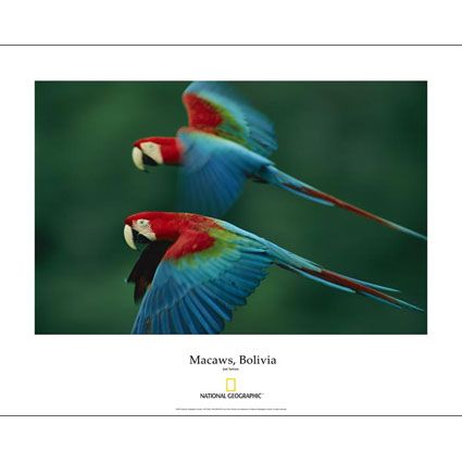 National Geographic Bolivian Macaws Poster 