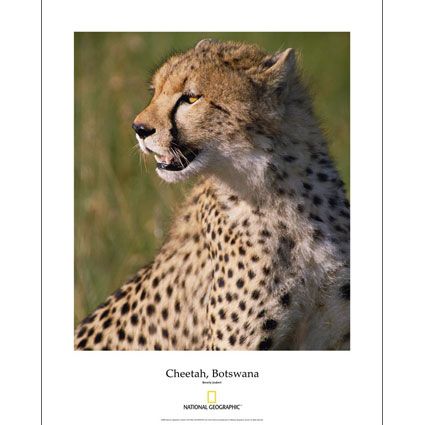 National Geographic Cheetah Poster 